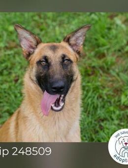 Chip 248509: Junghund sucht ein Zuhause - Kirchzell