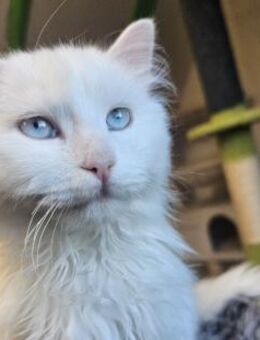 AZZURO - Traumkater sucht seine Familie! - Sulzbach-Laufen