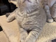 BKH Katze kitten - Kösching