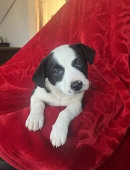 Theo- in RO ausgesetzt - mag Katzen - Blankenheim (Nordrhein-Westfalen)