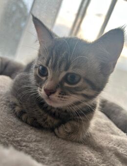Bkh kitten weiblich in grau - Horn-Bad Meinberg