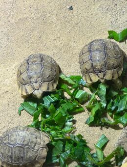 Ägyptische Landschildkröten Testudo kleinmanni zu verkaufen - Leer (Ostfriesland) Zentrum