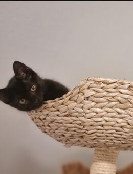 Schwarze Hauskatze 4 Monate alt - Halver