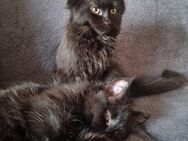 2 Maine Coon Mädels inkl. Zubehör - Steinheim (Murr)