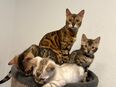 Bengal Kitten zu verkaufen geboren am 20.04.2025 in 45968