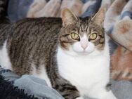Jasmin Unsere sanfte Sampfote sucht ei - Rostock