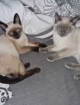 Zuckersüße Siam Babys - Mönchengladbach