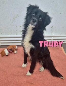 Trudi sucht ihre Familie ♥️ - Neuberg