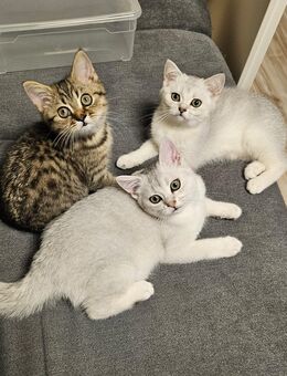 3 Jungs BKH Kitten - Spelle