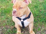 Hard Line Kennel Bully sucht liebevolles Zuhause: Pocket Bully "Beraz" - Neuwied