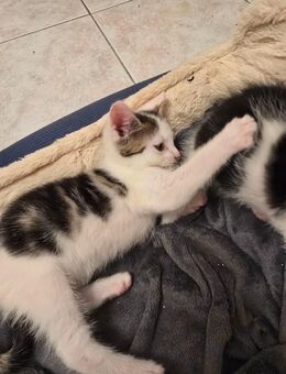 Geschwister Kitten suchen gemeinsames Zuhause - Laage
