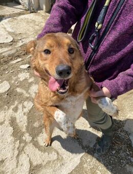 ❤️ 🐾JERRY SINCLAIR, eine Seele von Hund - Eichendorf