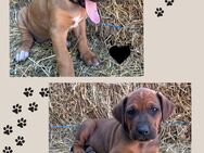 Welpen Großer Schweizer Sennenhund x Rhodesian Ridgeback - Nörvenich