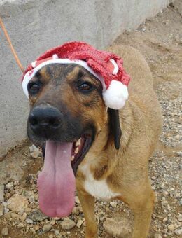 💚Tye💚Freundlicher Hundekumpel sucht... - Alfeld (Leine)