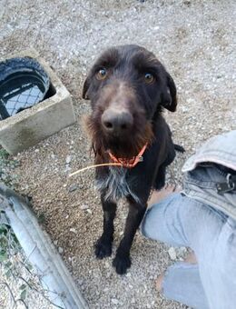 Smiley ein fröhlicher Hund - Lübeck