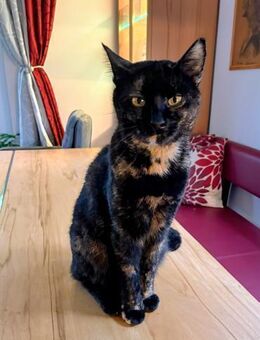 Hübsche Schildpattkatze Lenka 2 Jahre - Stelle