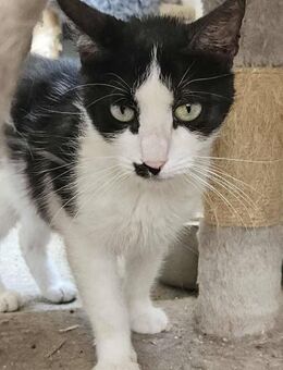 Entzückende Emma sucht Familie - Stelle