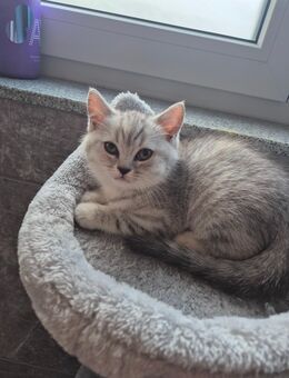 Ich verkaufe Katzen - Neumünster