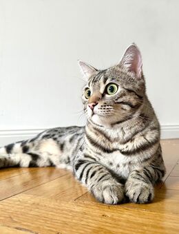 Silberner Bengal Katze 1 Jahr alt - Berlin