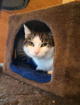 Überlebenskämpferin Nora sucht Dich - Walluf