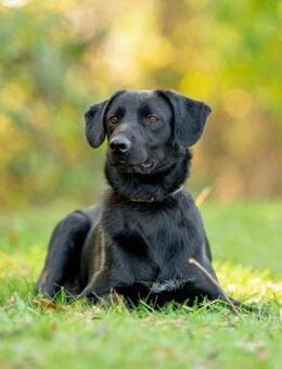 Stepa❤️sucht sein Happy End! - Rott (Inn)