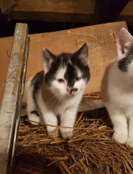 Zwei süße Kittens in lebevolle Hände ab zu geben - Plattenburg