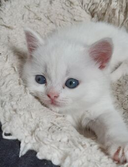 Bkh Kitten, Katzenbabys, weiß, blue, blue tortie - Siegen (Universitätsstadt) Geisweid