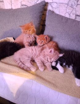 Maine Coon Kitten reinrassig - Düsseldorf