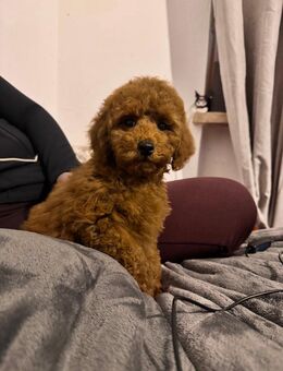 Pudelwelpe sucht ein liebevolles Zuhause - Augsburg