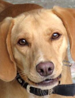 Mozart -braucht Sicherheit- - Oldenburg