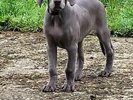 Wunderschöner Weimaraner Welpe - Rüde - Wittislingen