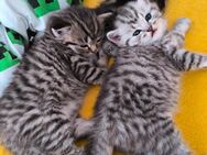 Reinrassige Whiskas Tabby BKH - Iffezheim