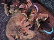 Süße Maincoon Abessinier kitten zu verkaufen - Aachen