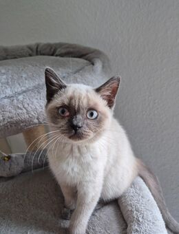 Bkh Blu Point kitten reinrassig - Rhede