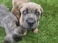 Cane Corso Welpen abgabebereit - Haiger