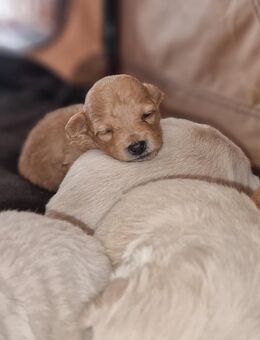 Maltipoo mix Welpen - Kandern