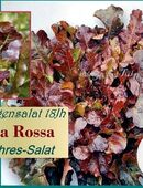 ♥ Schlangensalat Biscia Rossa rot Batavia Salat Samen,18 Jh Tulpenstolz,Ganzjahresalat,Wintersalat,alte Sorte, samenfest,Gemüse Garten.,Saatgut in 22457