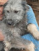 Ivy, Mischlingswelpe, Hündin 7 Monate aus Bosnien sucht dringend ein Zuhause in 55286