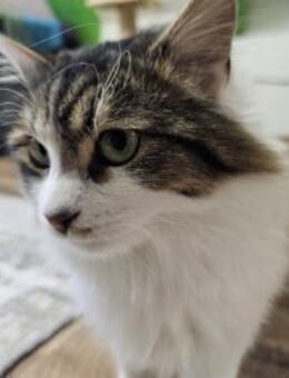 SAM - Sensibles Kasperköpfchen sucht ! - Sulzbach-Laufen