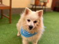 Vom Straßenhund zum HerzenshundStanley - Chemnitz
