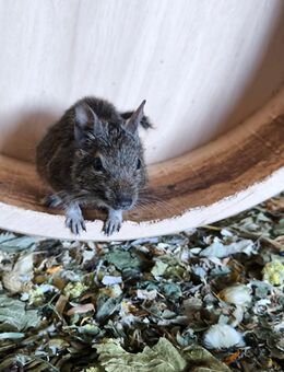 Degu weiblich ca 5 Jahre alt abzugeben⁷ - Viersen