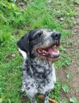 Findus - Tierheim Meinerzhagen - Dreikirchen