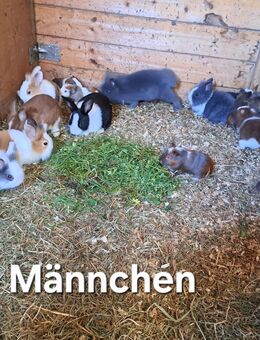 junge Zwergkaninchen und Meerschweinchen zu verkaufen - Wittmund