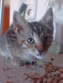6 junge Katzen suchen ihr neues Zuhause - Berga (Elster) Zentrum