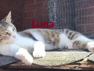 Luna und Merle - wo ist unsere Familie? - Elmshorn