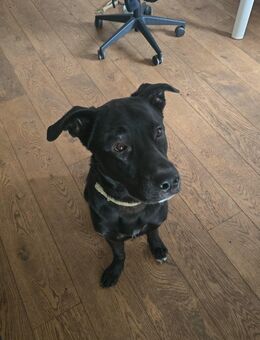 Verkaufe hier meinen Enzo - Haldensleben