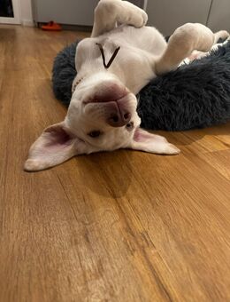 8 Monate alter Labrador, kinderlieb und erzogen, sucht neues liebevolles Zuhause - Freiberg (Neckar)