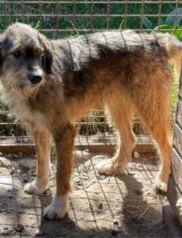 Caleb Pflegestelle oder Zuhause gesuch - Oberwies