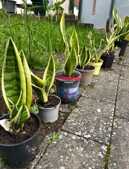 Bogenhanf- immergrüne Sukkulente - Gemünden (Main)