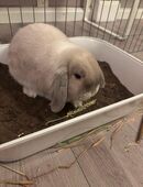 Kaninchen männlich kastriert in 51427